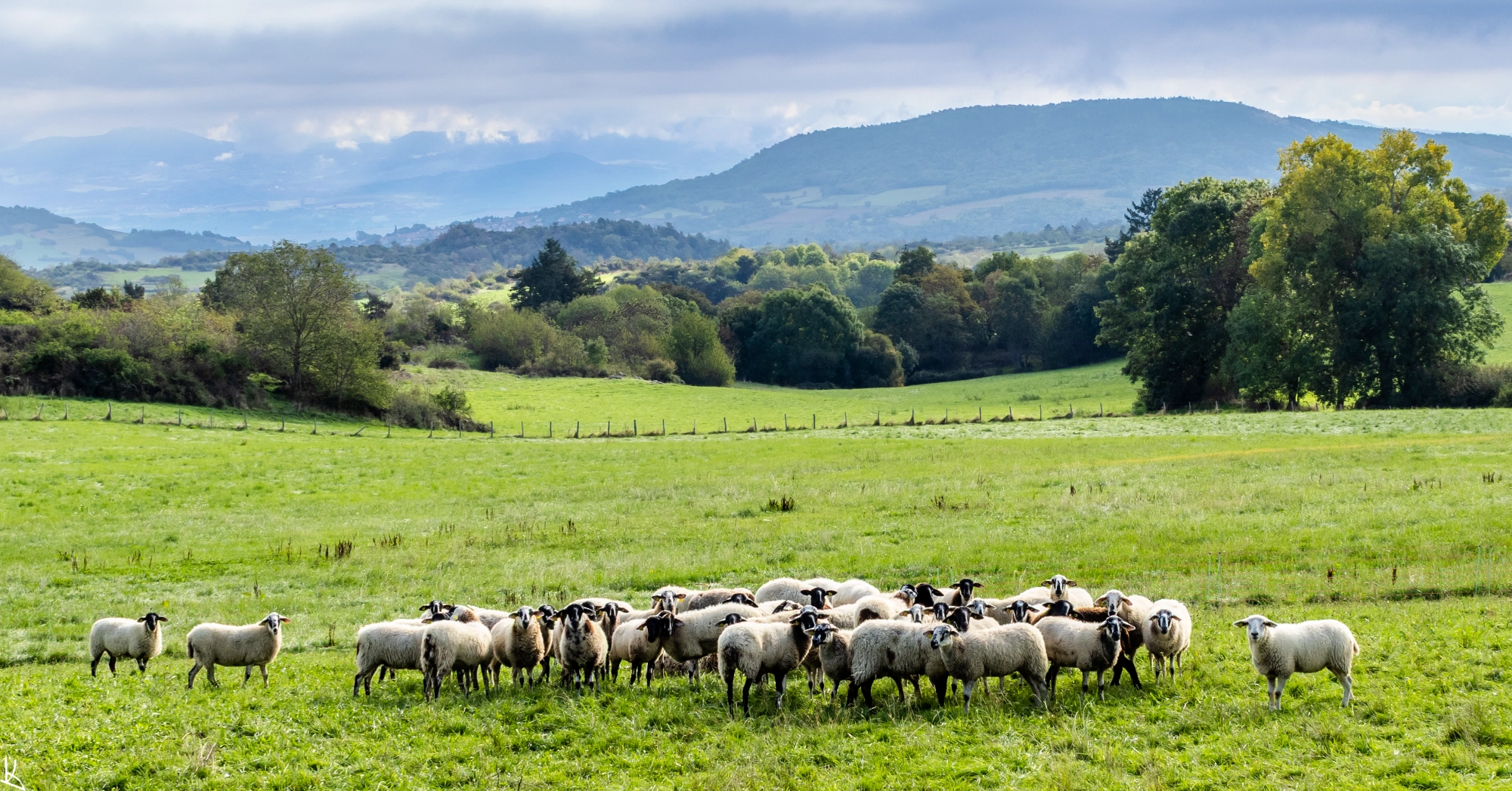 Les moutons tout près du lieu-dit Le Mas